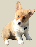 Puppy Bella
