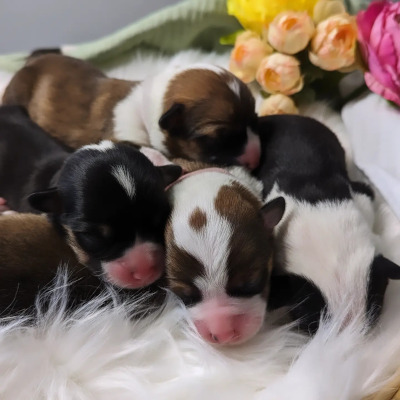 Bella's 4th Litter