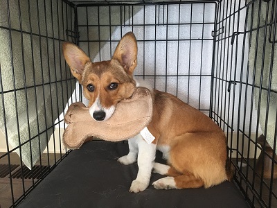 Puppy pic