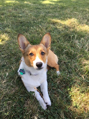 Puppy pic