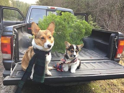 Puppy pic