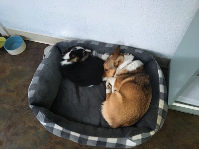 Puppy pic