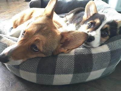 Puppy pic