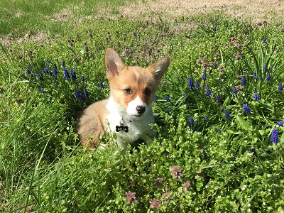 Puppy pic