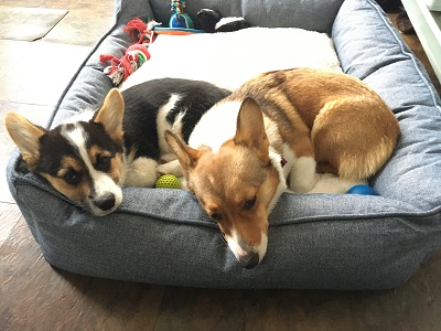 Puppy pic