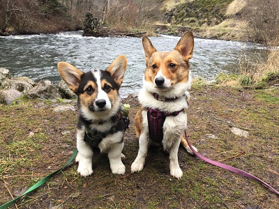 Puppy pic