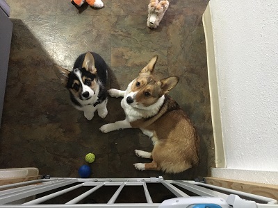 Puppy pic