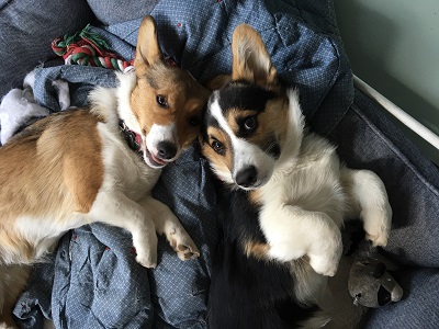 Puppy pic