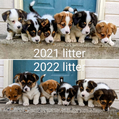 Puppy pic