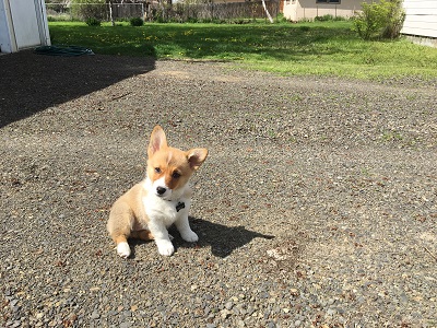 Puppy pic