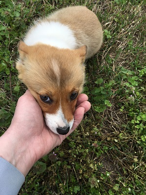 Puppy pic