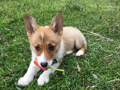 Puppy pic