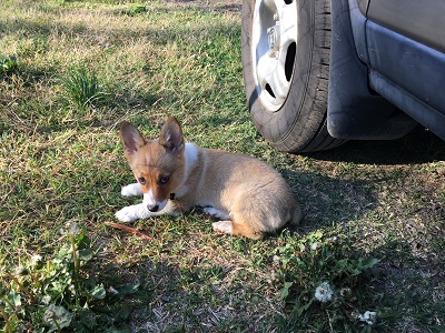 Puppy pic