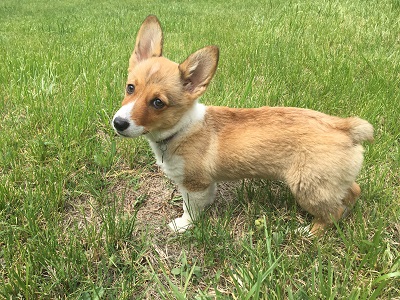 Puppy pic