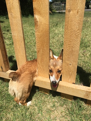 Puppy pic